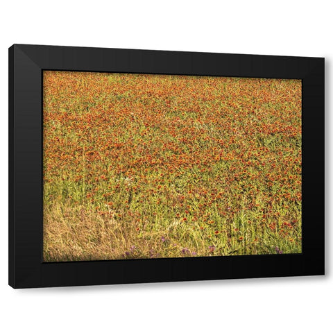 A field of wildflowers near the town of Tenton in Fannin County, TX, 2014 Black Modern Wood Framed Art Print with Double Matting by Highmith, Carol