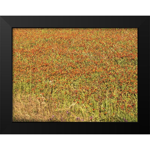 A field of wildflowers near the town of Tenton in Fannin County, TX, 2014 Black Modern Wood Framed Art Print by Highmith, Carol