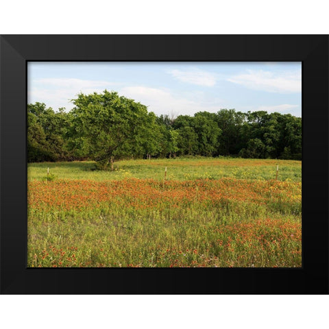 A field of wildflowers near the town of Trenton in Fannin County in Northeast Texas Black Modern Wood Framed Art Print by Highmith, Carol