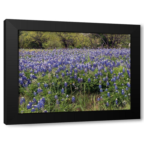 A pretty field of bluebonnets near Marble Falls, TX Black Modern Wood Framed Art Print with Double Matting by Highmith, Carol