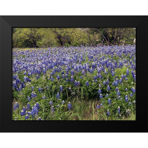 A pretty field of bluebonnets near Marble Falls, TX Black Modern Wood Framed Art Print by Highmith, Carol