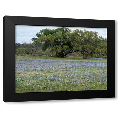 Field of bluebonnets in the Texas Hill Country, near Burnet Black Modern Wood Framed Art Print by Highmith, Carol
