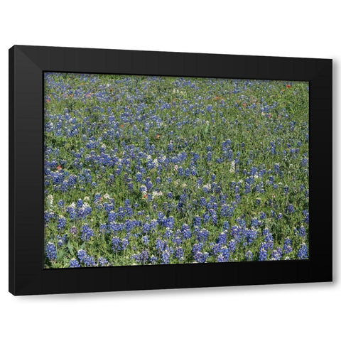 Bluebonnets, Fredericksburg, TX Black Modern Wood Framed Art Print with Double Matting by Highmith, Carol