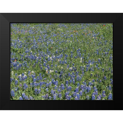 Bluebonnets, Fredericksburg, TX Black Modern Wood Framed Art Print by Highmith, Carol