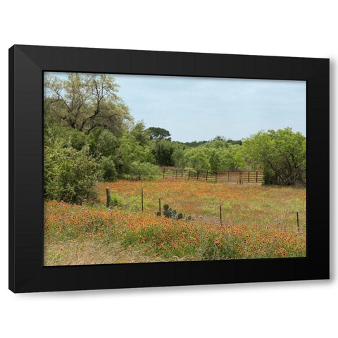 Field of wildflowers in Gonzales County, TX Black Modern Wood Framed Art Print by Highmith, Carol