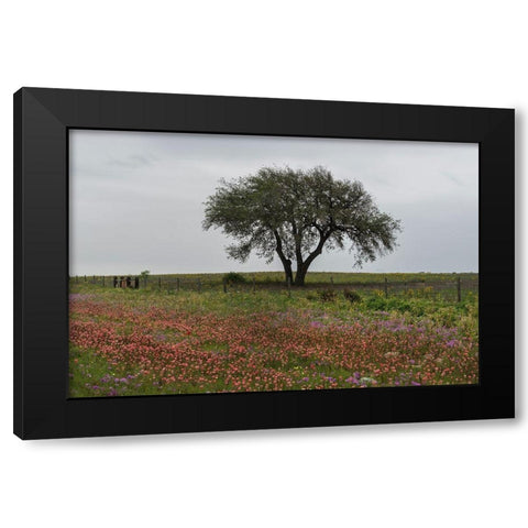 Wildflower field near Poteet in Atascosa County, TX Black Modern Wood Framed Art Print by Highmith, Carol