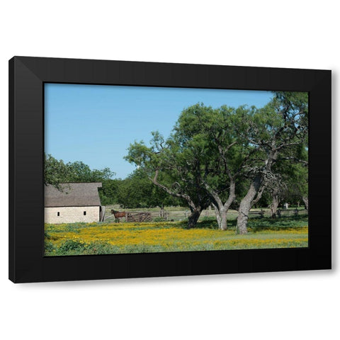 Horse on a meadow in the Lyndon B. Johnson National Historical Park in Johnson City, TX Black Modern Wood Framed Art Print with Double Matting by Highmith, Carol
