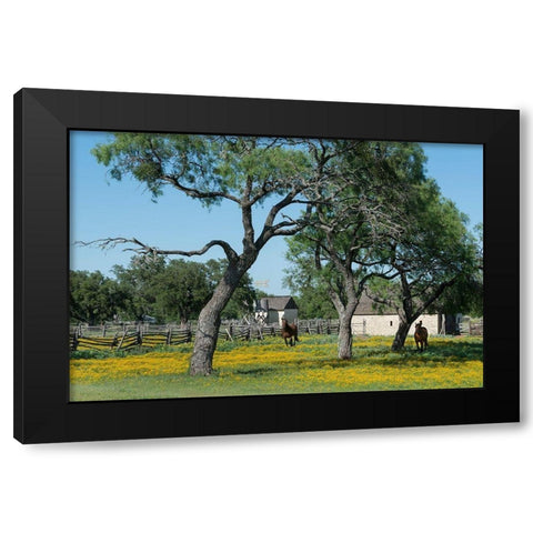 Horses gallop toward the camera in a wildflower-rich National Park Service meadow in Johnson City, T Black Modern Wood Framed Art Print with Double Matting by Highmith, Carol
