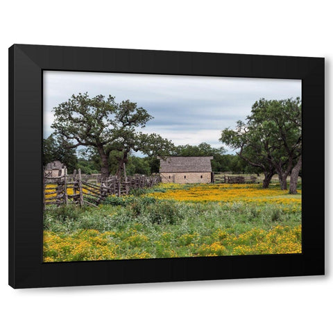Vivid field of wildflowers in the Lyndon B. Johnson National Historical Park in Johnson City, TX Black Modern Wood Framed Art Print by Highmith, Carol