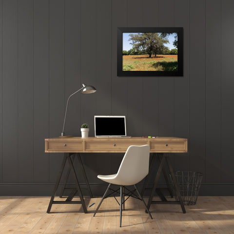 Shade trees and wildflowers on the LBJ Ranch, near Stonewall in the Texas Hill Country Black Modern Wood Framed Art Print by Highmith, Carol