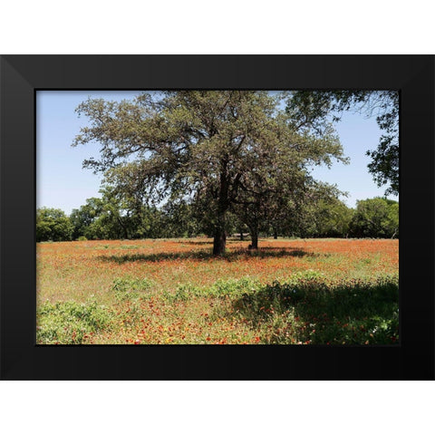 Shade trees and wildflowers on the LBJ Ranch, near Stonewall in the Texas Hill Country Black Modern Wood Framed Art Print by Highmith, Carol