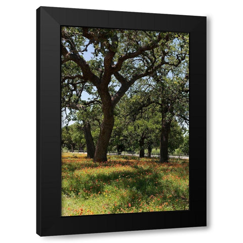 Shade trees and wildflowers on the LBJ Ranch, near Stonewall in the Texas Hill Country Black Modern Wood Framed Art Print by Highmith, Carol