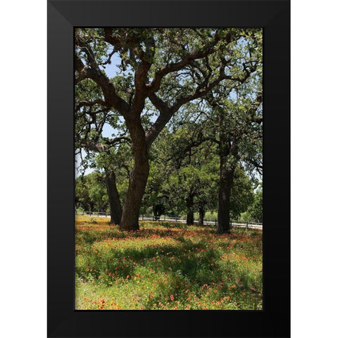 Shade trees and wildflowers on the LBJ Ranch, near Stonewall in the Texas Hill Country Black Modern Wood Framed Art Print by Highmith, Carol