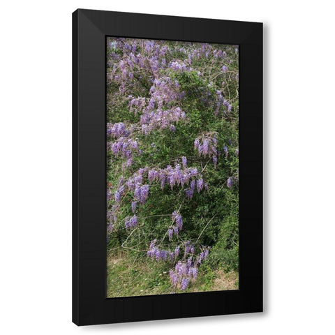 Spring flowers in Big Thicket National Preserve Black Modern Wood Framed Art Print by Highmith, Carol