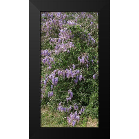 Spring flowers in Big Thicket National Preserve Black Modern Wood Framed Art Print by Highmith, Carol