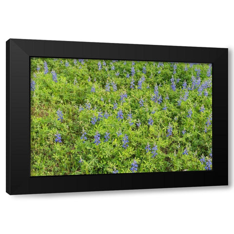 Spring flowers in Big Thicket National Preserve Black Modern Wood Framed Art Print by Highmith, Carol