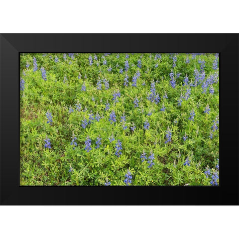 Spring flowers in Big Thicket National Preserve Black Modern Wood Framed Art Print by Highmith, Carol