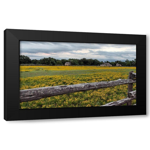 Vivid field of wildflowers in the Lyndon B. Johnson National Historical Park in Johnson City, TX Black Modern Wood Framed Art Print by Highmith, Carol