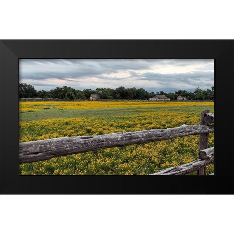 Vivid field of wildflowers in the Lyndon B. Johnson National Historical Park in Johnson City, TX Black Modern Wood Framed Art Print by Highmith, Carol