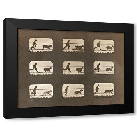 Motion Study: Man Chasing A Goat Black Modern Wood Framed Art Print by Muybridge, Eadweard J.