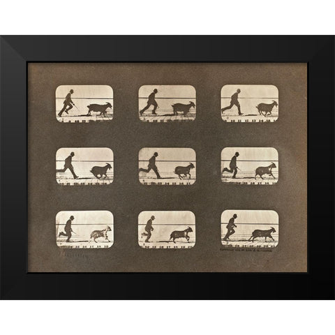 Motion Study: Man Chasing A Goat Black Modern Wood Framed Art Print by Muybridge, Eadweard J.