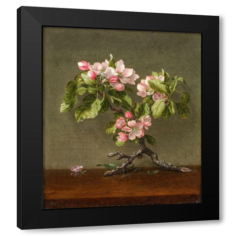 Apple Blossoms Black Modern Wood Framed Art Print by Heade, Martin Johnson