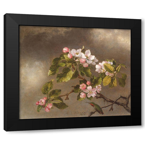 Hummingbird and Apple Blossoms Black Modern Wood Framed Art Print by Heade, Martin Johnson