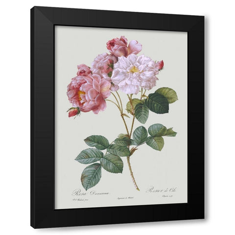 Damask Rose Black Modern Wood Framed Art Print with Double Matting by Redoute, Pierre Joseph