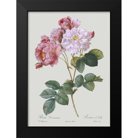 Damask Rose Black Modern Wood Framed Art Print by Redoute, Pierre Joseph