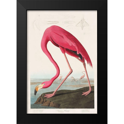 Pink Flamingo Black Modern Wood Framed Art Print by Audubon, John James
