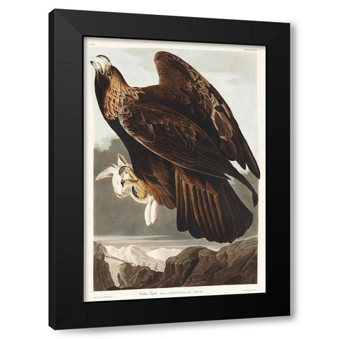 Golden Eagle Black Modern Wood Framed Art Print by Audubon, John James