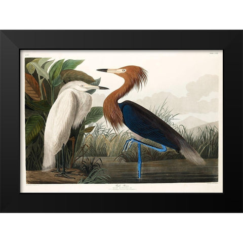 Purple Heron Black Modern Wood Framed Art Print by Audubon, John James