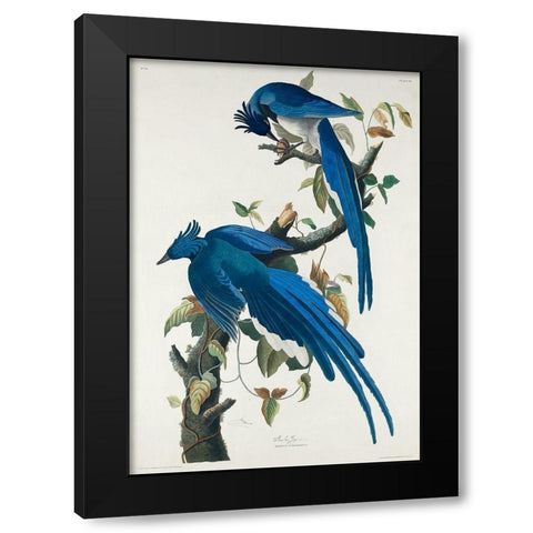 Columbia Jay Black Modern Wood Framed Art Print by Audubon, John James
