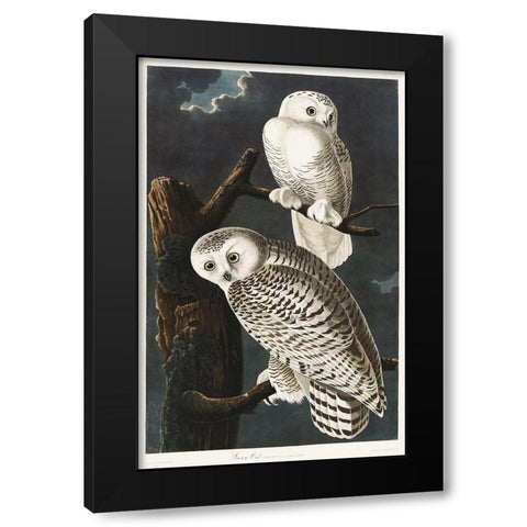 Snowy Owl Black Modern Wood Framed Art Print with Double Matting by Audubon, John James