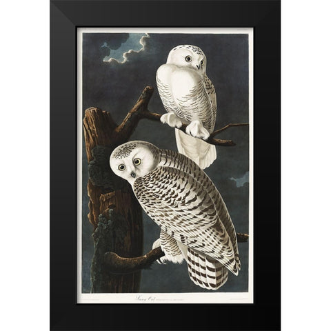 Snowy Owl Black Modern Wood Framed Art Print by Audubon, John James