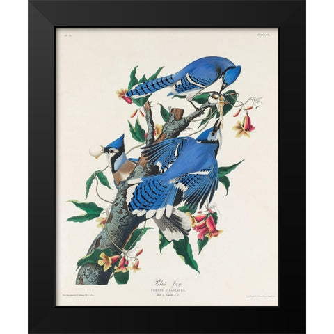 Blue Jay Black Modern Wood Framed Art Print by Audubon, John James