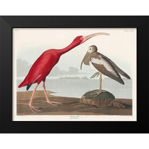 Scarlet Ibis Black Modern Wood Framed Art Print by Audubon, John James