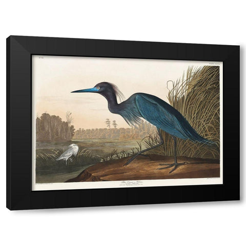 Blue Crane or Heron Black Modern Wood Framed Art Print by Audubon, John James