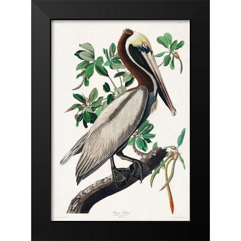 Brown Pelican Black Modern Wood Framed Art Print by Audubon, John James