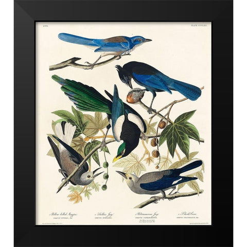 Yellow-Billed Magpie, Stellers Jay, Ultramarine Jay and Clarks Crow Black Modern Wood Framed Art Print by Audubon, John James