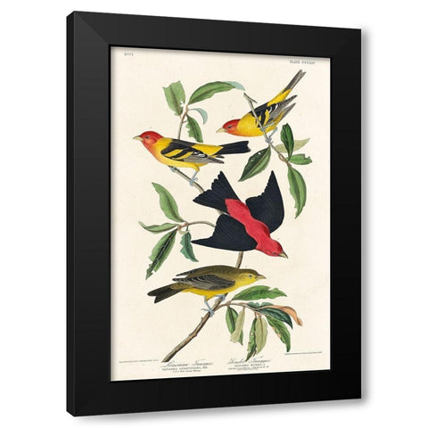Louisiana Tanager and Scarlet Tanager Black Modern Wood Framed Art Print with Double Matting by Audubon, John James