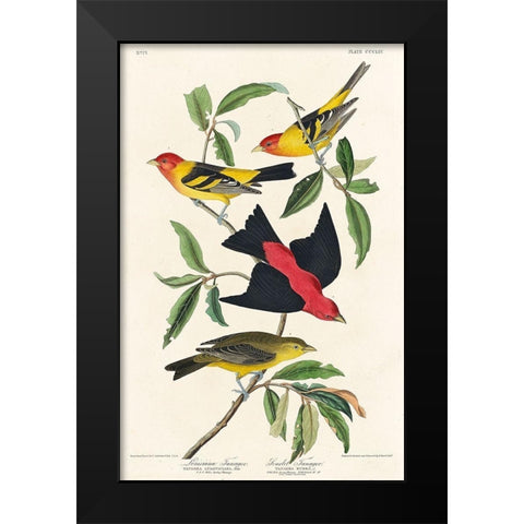 Louisiana Tanager and Scarlet Tanager Black Modern Wood Framed Art Print by Audubon, John James