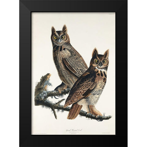 Great Horned Owl Black Modern Wood Framed Art Print by Audubon, John James