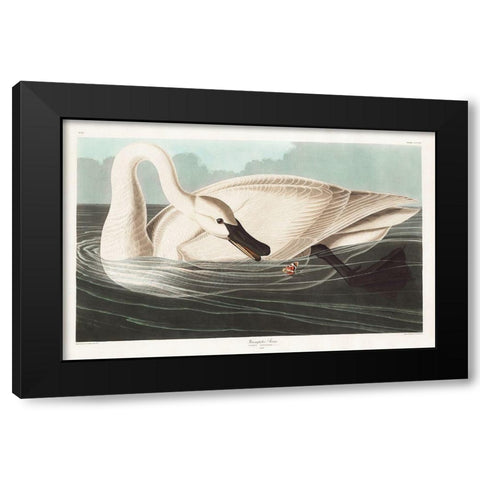 Trumpeter Swan Black Modern Wood Framed Art Print by Audubon, John James