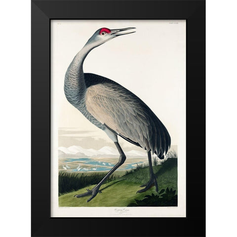 Hooping Crane Black Modern Wood Framed Art Print by Audubon, John James