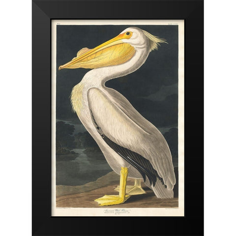 American White Pelican Black Modern Wood Framed Art Print by Audubon, John James