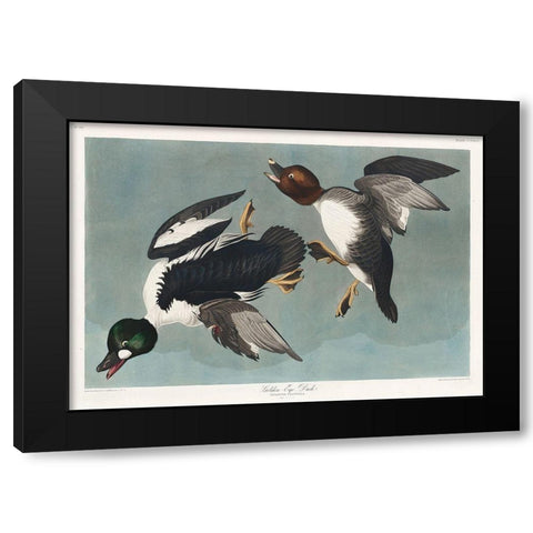 Golden-eye Duck Black Modern Wood Framed Art Print by Audubon, John James