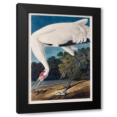 Hooping Crane Black Modern Wood Framed Art Print with Double Matting by Audubon, John James