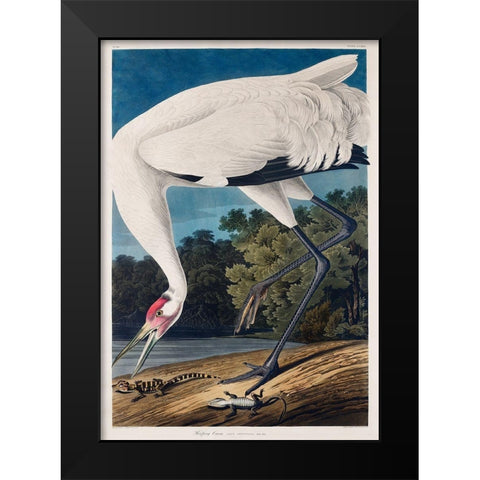 Hooping Crane Black Modern Wood Framed Art Print by Audubon, John James