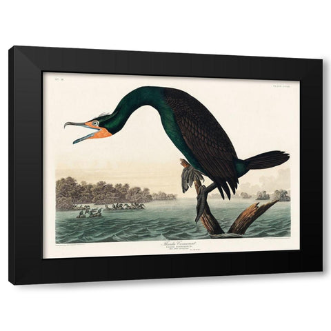 Florida Cormorant Black Modern Wood Framed Art Print by Audubon, John James